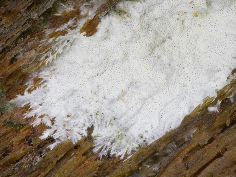 Porpomyces mucidus